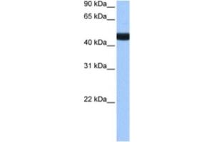 Western Blotting (WB) image for anti-Lin-9 Homolog (LIN9) antibody (ABIN2463377) (LIN9 antibody)