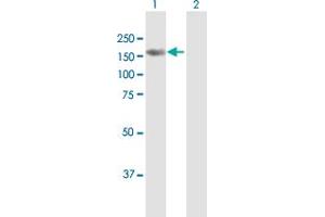 BRPF3 antibody  (AA 1-1205)