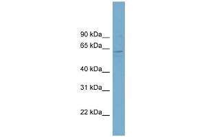 WB Suggested Anti-FAM188B2 Antibody Titration: 0. (FAM188B2 antibody  (Middle Region))