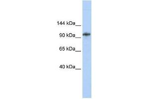 BBX antibody used at 1. (BBX antibody  (Middle Region))
