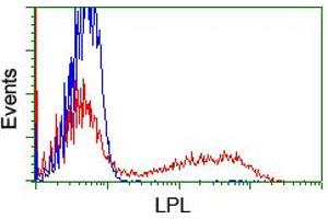 HEK293T cells transfected with either RC203766 overexpress plasmid (Red) or empty vector control plasmid (Blue) were immunostained by anti-LPL antibody (ABIN2455197), and then analyzed by flow cytometry. (Lipoprotein Lipase antibody  (AA 28-475))