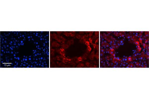 RABL4 antibody  (C-Term)