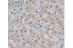 Used in DAB staining on fromalin fixed paraffin- embedded liver tissue (PLCD1 antibody  (AA 1-234))