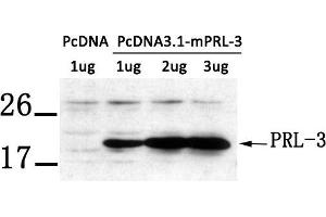Western blot analysis of extract from LX-2 cells transfected with PRL-3 using PRL-3 antibody. (PTP4A3 antibody  (AA 161-166))