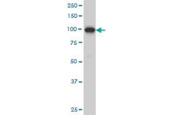 Adamts2 antibody  (AA 1112-1210)