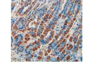 IHC-P analysis of Mouse Stomach Tissue, with DAB staining. (CD55 antibody  (AA 47-286))