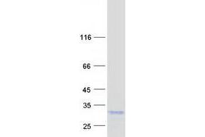 Validation with Western Blot (PPIC Protein (Myc-DYKDDDDK Tag))