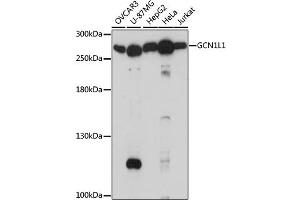Western blot analysis of extracts of various cell lines, using GCN1L1 antibody. (GCN1L1 antibody)