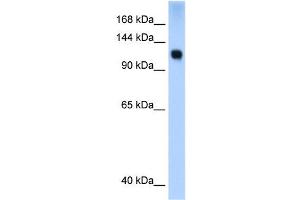Western Blotting (WB) image for anti-SWI/SNF Related, Matrix Associated, Actin Dependent Regulator of Chromatin, Subfamily A, Member 5 (SMARCA5) (N-Term) antibody (ABIN2779246)