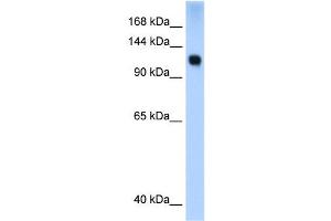 WB Suggested Anti-SMARCA5 Antibody Titration:  0. (SMARCA5 antibody  (N-Term))