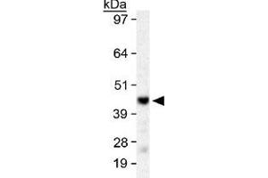 Western blot analysis of SIRT6 in HeLa whole cell lysate with SIRT6 polyclonal antibody . (SIRT6 antibody  (AA 300-355))