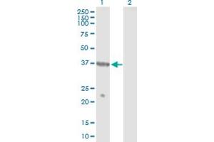 Western Blot analysis of TUSC4 expression in transfected 293T cell line by TUSC4 MaxPab polyclonal antibody.