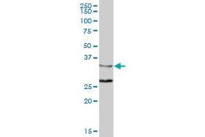 ZWINT MaxPab polyclonal antibody. (ZWINT antibody  (AA 1-277))