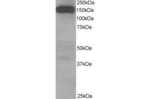 Image no. 2 for anti-Dynactin 1 (DCTN1) (C-Term) antibody (ABIN374269) (Dynactin 1 antibody  (C-Term))
