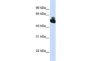WB Suggested Anti-RUNX2 Antibody Titration:  0. (RUNX2 antibody  (C-Term))