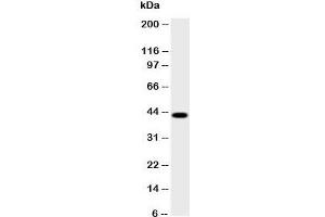 Western blot testing of HSD17B2 antibody and human placenta lysate;  Predicted size: 43KD;  Observed size: 43KD