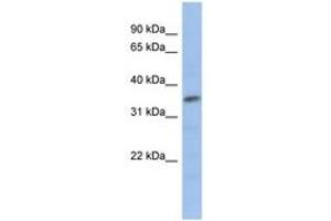 Image no. 1 for anti-Myogenic Factor 5 (MYF5) (AA 71-120) antibody (ABIN6735797)