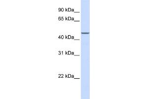 WB Suggested Anti-MAP2K2 Antibody Titration:  1 ug/ml  Positive Control:  HepG2 cell lysate There is BioGPS gene expression data showing that MAP2K2 is expressed in HepG2 (MEK2 antibody  (N-Term))