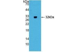 Detection of Recombinant GIF, Mouse using Polyclonal Antibody to Gastric Intrinsic Factor (GIF) (Intrinsic Factor antibody  (AA 31-288))