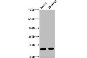 Western Blot Positive WB detected in HepG2 whole cell lysate 83H-SY5Y whole cell lysate All lanes Mono-methyl-Histone H3. (Recombinant HIST1H3A antibody  (H3R128me))
