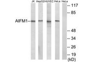 Western blot analysis of extracts from HuvEc cells/HepG2 cells/HeLa cells/Jurkat cells, using AIFM1 Antibody.