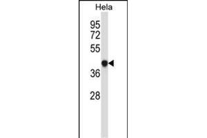 GRINA Antibody (Center) (ABIN657481 and ABIN2846508) western blot analysis in Hela cell line lysates (35 μg/lane). (GRINA antibody  (AA 131-158))