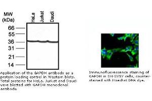 Image no. 1 for anti-Glyceraldehyde-3-Phosphate Dehydrogenase (GAPDH) antibody (ABIN274251)