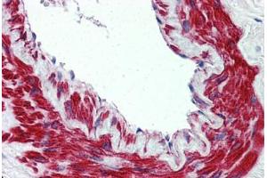 Anti-TRPM8 antibody  ABIN960829 IHC staining of human lung, vessel. (TRPM8 antibody  (N-Term))