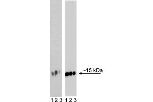 Western Blotting (WB) image for anti-H2A Histone Family, Member X (H2AFX) (pSer139) antibody (ABIN967669) (H2AFX antibody  (pSer139))