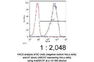Image no. 2 for anti-ATP-Binding Cassette, Sub-Family A (ABC1), Member 7 (ABCA7) antibody (ABIN363291) (ABCA7 antibody)