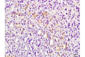 Formalin-fixed and paraffin embedded mouse stomach tissue labeled with Anti-ERG25 Polyclonal Antibody, Unconjugated  at 1:200 followed by conjugation to the secondary antibody and DAB staining (SC4MOL antibody  (AA 131-230))