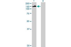 SNX13 antibody  (AA 1-957)