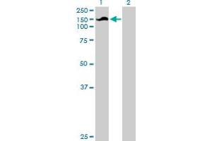 Western Blot analysis of SNX13 expression in transfected 293T cell line by SNX13 MaxPab polyclonal antibody. (SNX13 antibody  (AA 1-957))