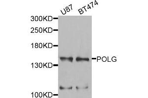 Western blot analysis of extracts of U87 and BT474 cells, using POLG antibody. (POLG antibody)