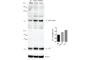 Western Blot analysis of Human iPSC-derived cortical neurons showing detection of Tau protein using Rabbit Anti-Tau Monoclonal Antibody, Clone AH36 (ABIN6932903). (tau antibody  (pSer202, pThr205) (HRP))