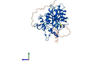 AlphaFold protein structure predicition of Human Recombinant ATG4A Protein, UniprotID Q8WYN0