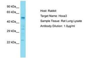 Image no. 1 for anti-Homeobox A3 (HOXA3) (AA 301-350) antibody (ABIN6750257) (HOXA3 antibody  (AA 301-350))