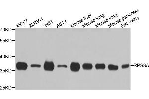 Western blot analysis of extracts of various cell lines, using RPS3A antibody (ABIN5973489) at 1/1000 dilution. (RPS3A antibody)