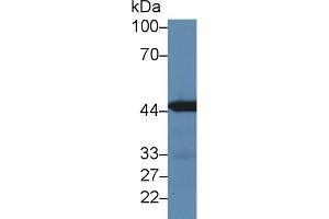 Western Blot; Sample: Mouse Kidney lysate; Primary Ab: 3µg/ml Rabbit Anti-Mouse IRF3 Antibody Second Ab: 0.