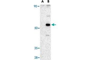 Western blot analysis of AVEN in Raji cell lysate with AVEN polyclonal antibody  at 1 ug/mL in (A) the presence and (B) the absence of blocking peptide.