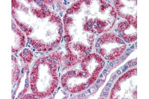 Anti-HOXA5 antibody IHC staining of human kidney. (HOXA5 antibody  (C-Term))