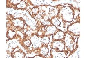 Formalin-fixed, paraffin-embedded human placenta stained with HCG-beta Rabbit Recombinant Monoclonal Antibody (HCGa/2728R). (Recombinant CGA antibody  (AA 1-100))