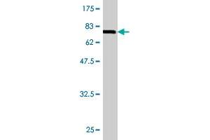 Western Blotting (WB) image for anti-Lipase, Endothelial (LIPG) (AA 21-500) antibody (ABIN522848)