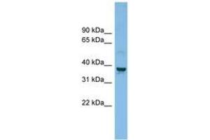 Image no. 1 for anti-Solute Carrier Family 30 (Zinc Transporter), Member 3 (Slc30a3) (AA 179-228) antibody (ABIN6744754)