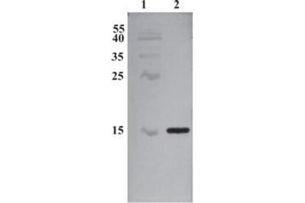 CDNF antibody