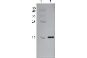 Western Blot testing of anti-CDNF monoclonal antibody (7D6).