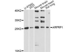 Western blot analysis of extracts of various cell lines, using ARFRP1 antibody. (ARFRP1 antibody)