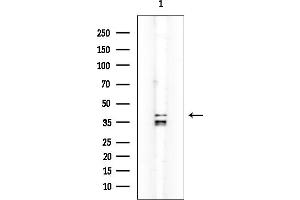 Western blot analysis of lysates from Mouse lung, using DUSP9 Mouse Monoclonal Antibody at 1/1000 dilution.