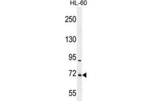 WDR93 Antibody (C-term) western blot analysis in HL-60 cell line lysates (35 µg/lane). (WDR93 antibody  (C-Term))