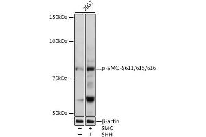 Western blot analysis of extracts of 293T cells, using Phospho-SMO-S611/615/616 antibody (ABIN7270378) at 1:1000 dilution. (SMO antibody  (pSer611, pSer615, pSer616))